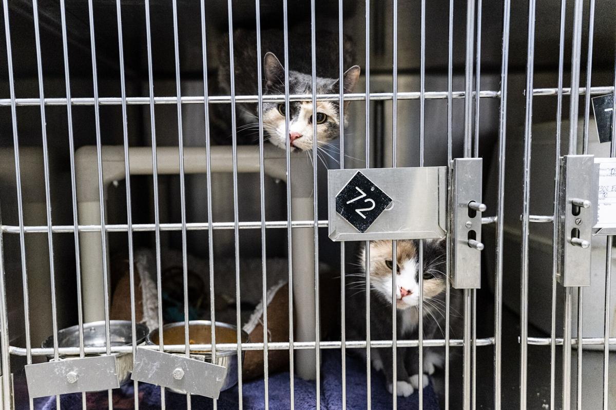 Humane Society Of The Flint Hills Misconceptions And Resources Free Emporiagazette Com