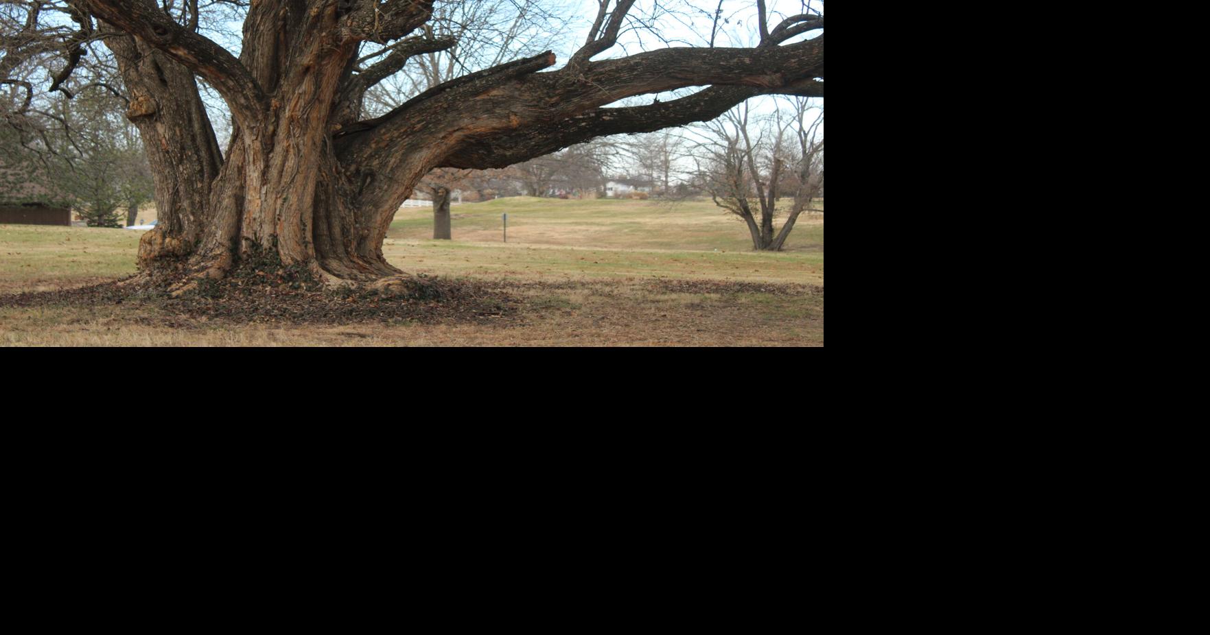 They are the champions: Two Lyon County trees listed as biggest | Area ...