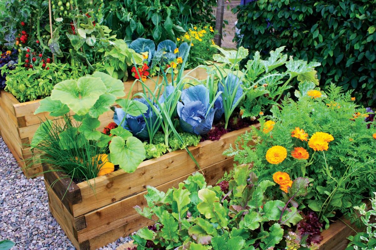 Blossom Buddies: A Beginner's Guide to Companion Planting