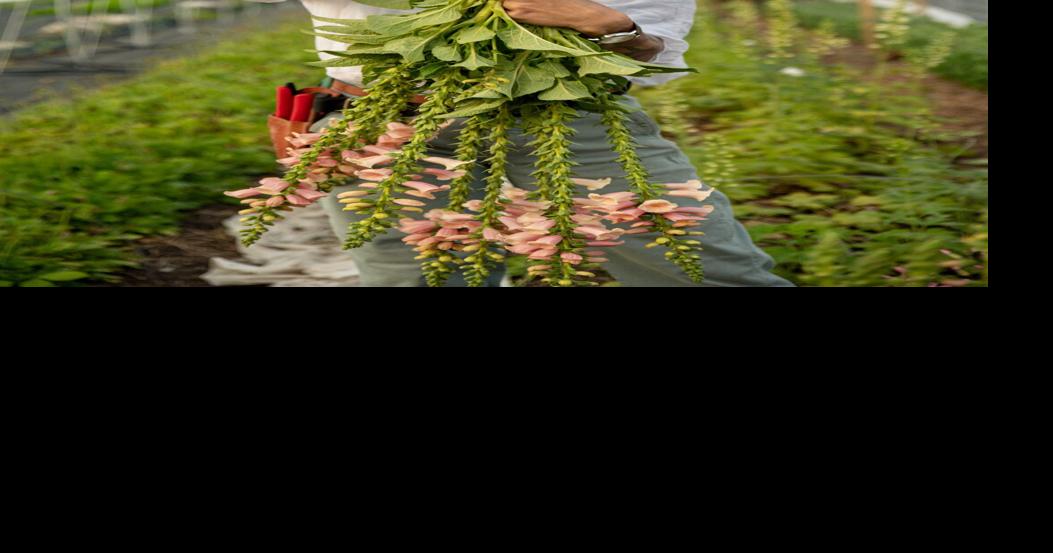 Flower Power New age farmers harvest beauty and health in