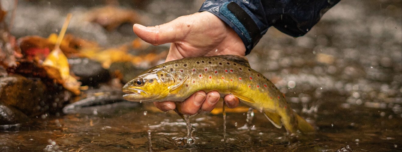 Autumn on the Fly