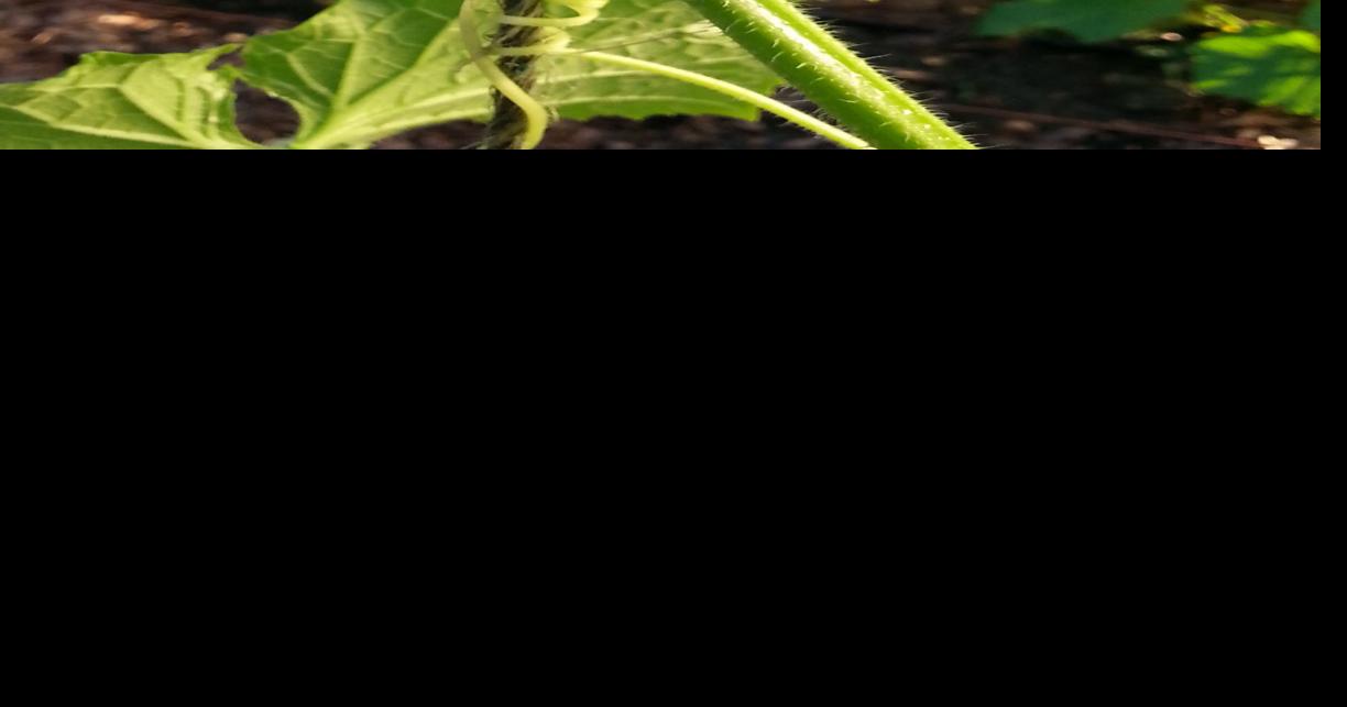 Use vines to provide shade privacy in garden | Features ...
