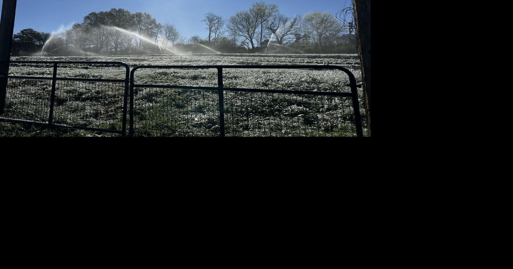 As spring arrives, strawberries bloom at The Hunter Farm