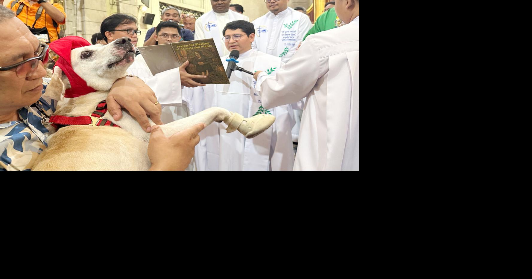 Wagging tails fill Phillipine church to be blessed by priest | Enquirer ...