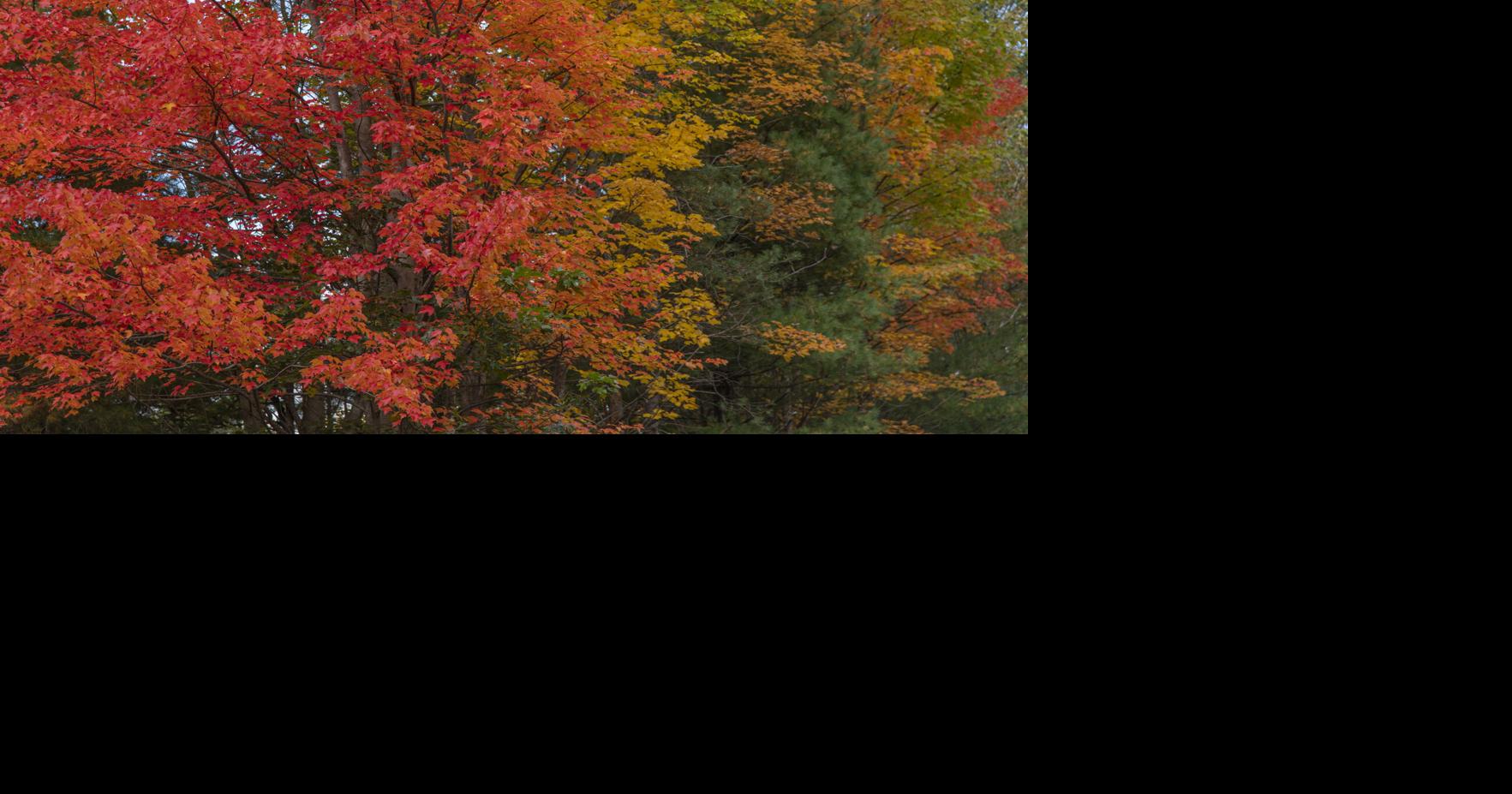 Column: Colorful fall foliage echoes life’s deepest secret | Opinion ...