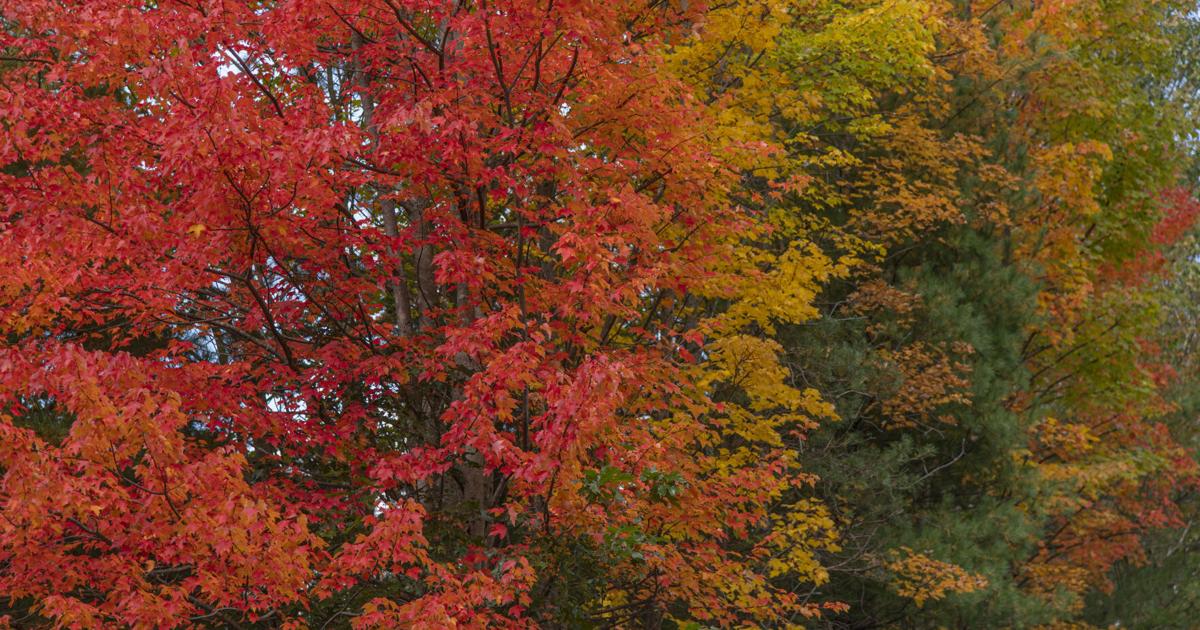 Column: Colorful fall foliage echoes life’s deepest secret | Opinion ...