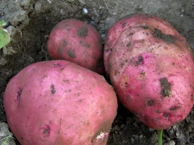 potatoes uvm extension