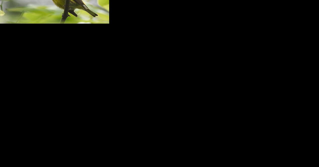 Column: Can AI help save nature? App turns more people into birders - Vimarsana News