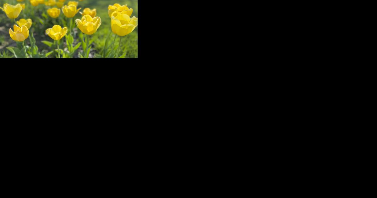 Tulips bloom, ADL and EMS students grow - Vimarsana News