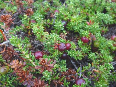 Purple Crowberry discovered Vermont Fish and Wildlfie