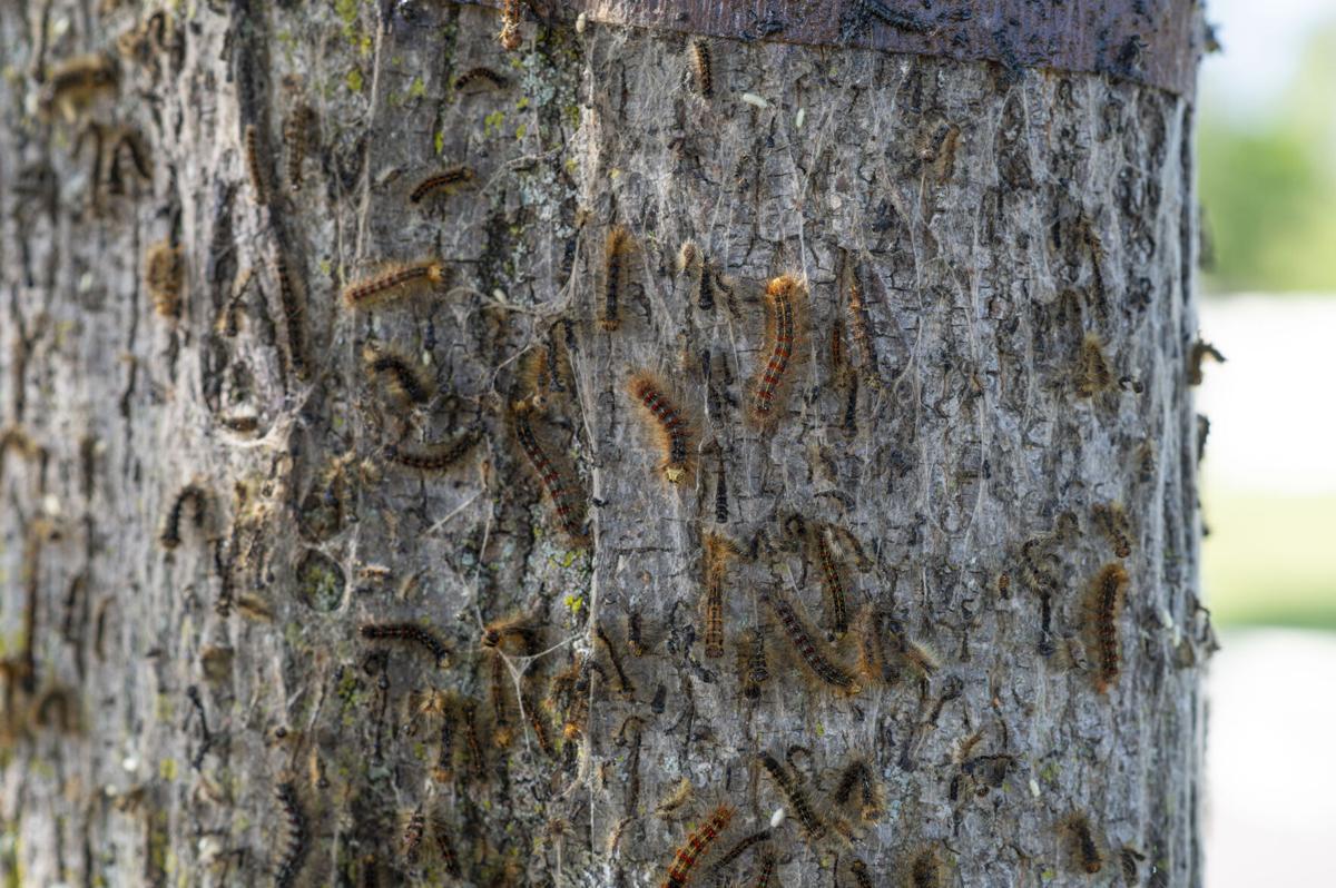 European (Gypsy) Moth Prevention For Commercial Properties