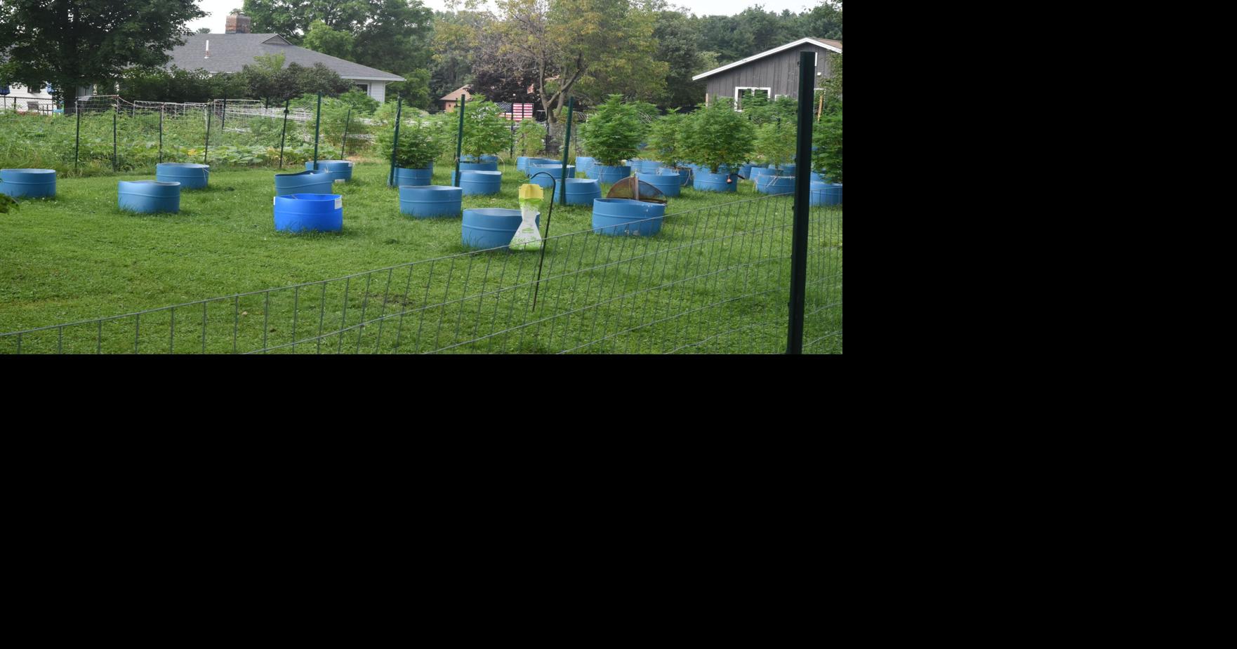 Trichome VT denied cannabis license locally; state to make ultimate decision