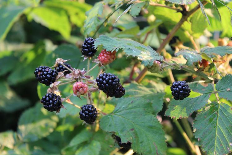 Blackberries uvm extension