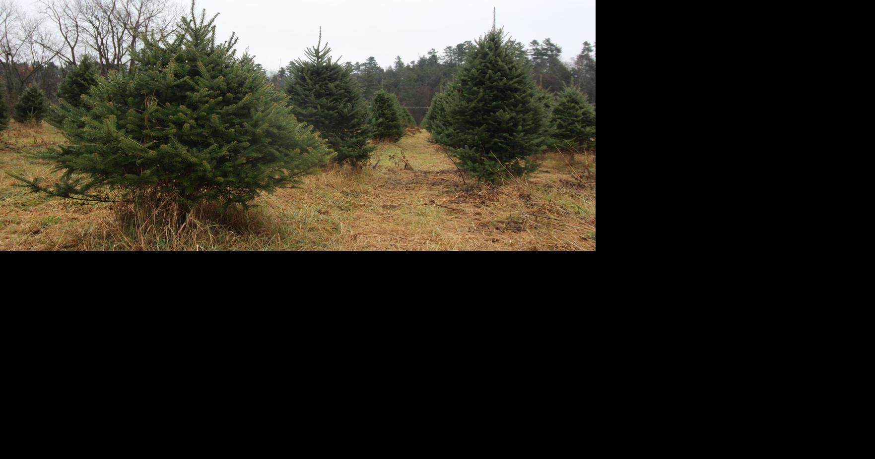 Whitcomb’s Christmas tree farm to open cut-your-own this Black Friday