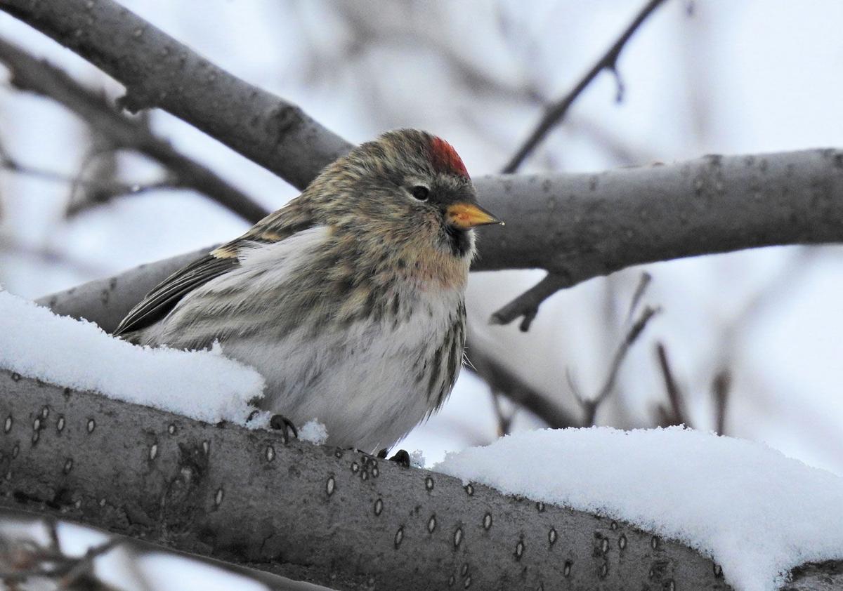 Program On “What Birds Do In Winter” Featured Articles