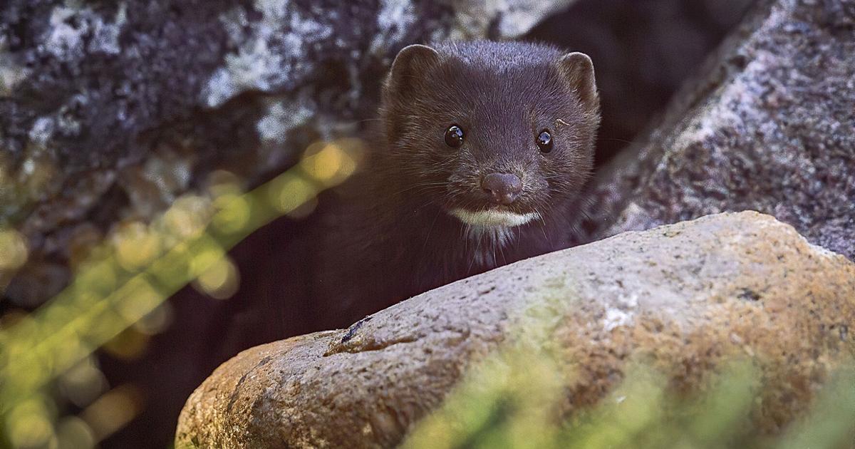Five Fun Facts About… The Mink And The American Marten | Estes Valley  Spotlight 