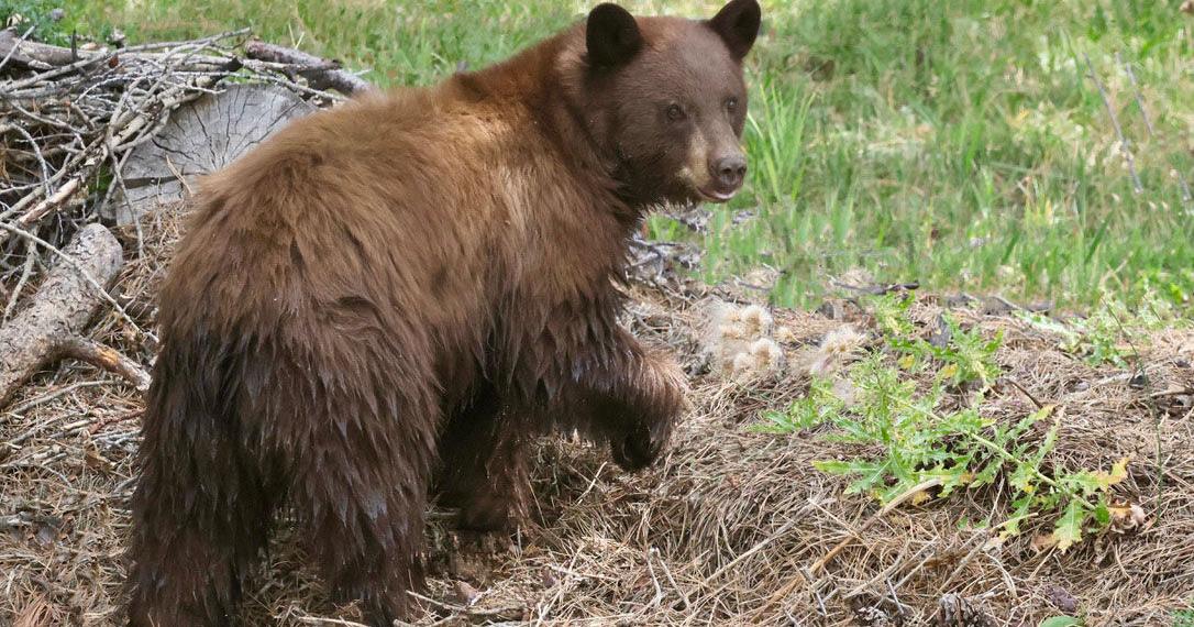 Colorado Saw An Increase In Human-Bear Conflicts In 2025