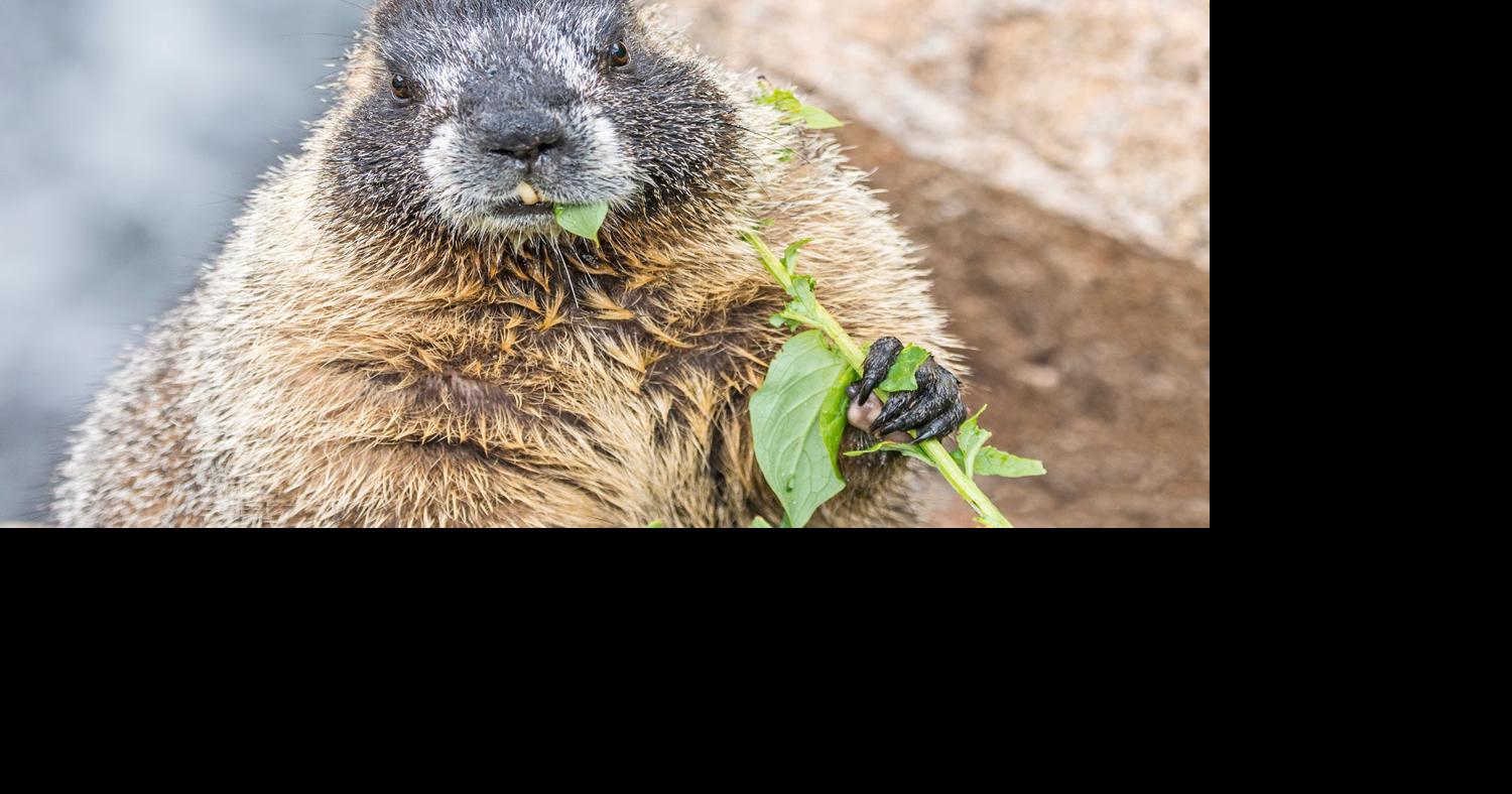 Five Fun Facts About…Yellow-Bellied Marmot | Estes Valley Spotlight |  