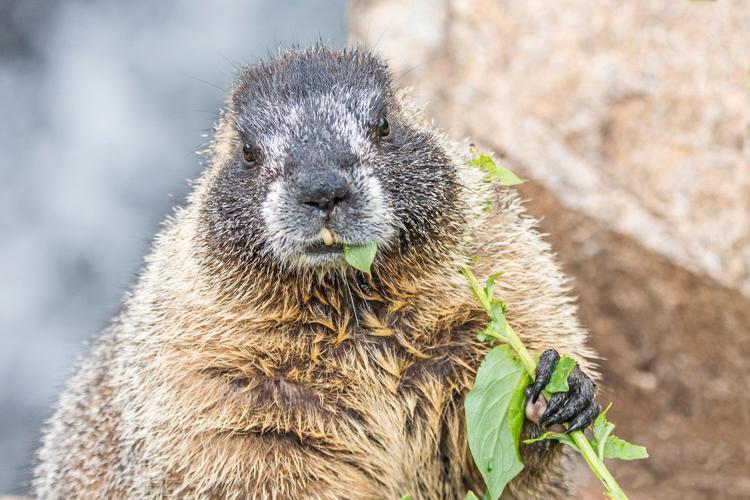 Yellow-Bellied Marmot