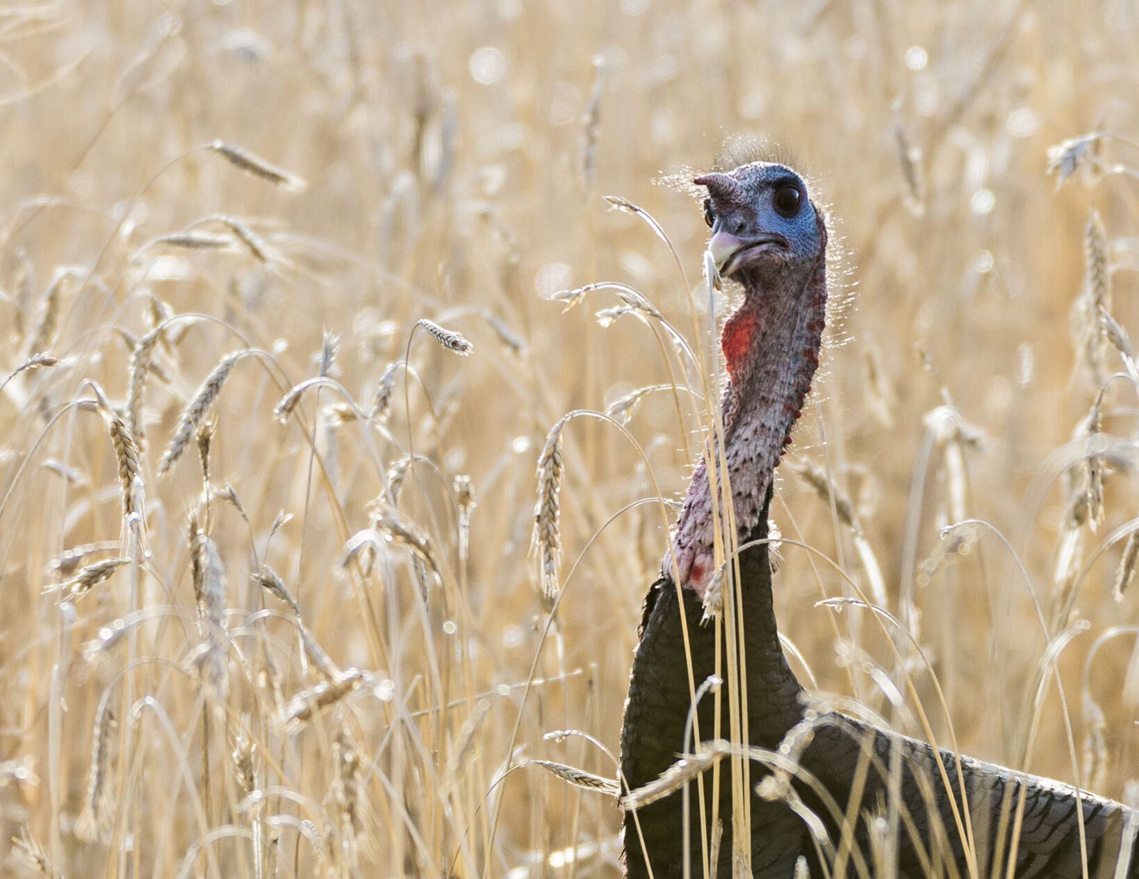 Five Fun Facts About… The Wild Turkey | Estes Valley Spotlight