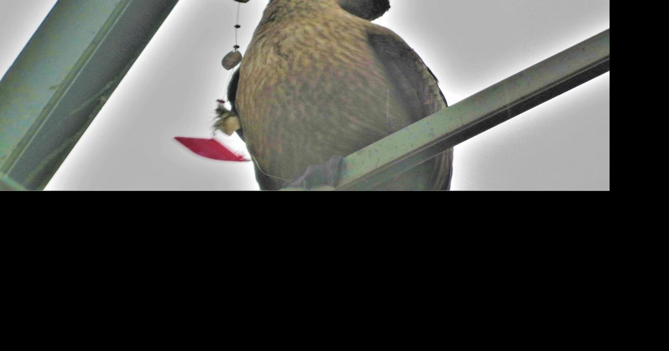 Fishing Line And Tackle Left Behind At Lake Estes Continue To Harm And