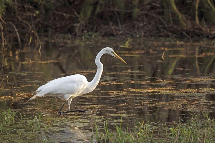 Five Fun Facts About… The Great Egret, Estes Valley Spotlight
