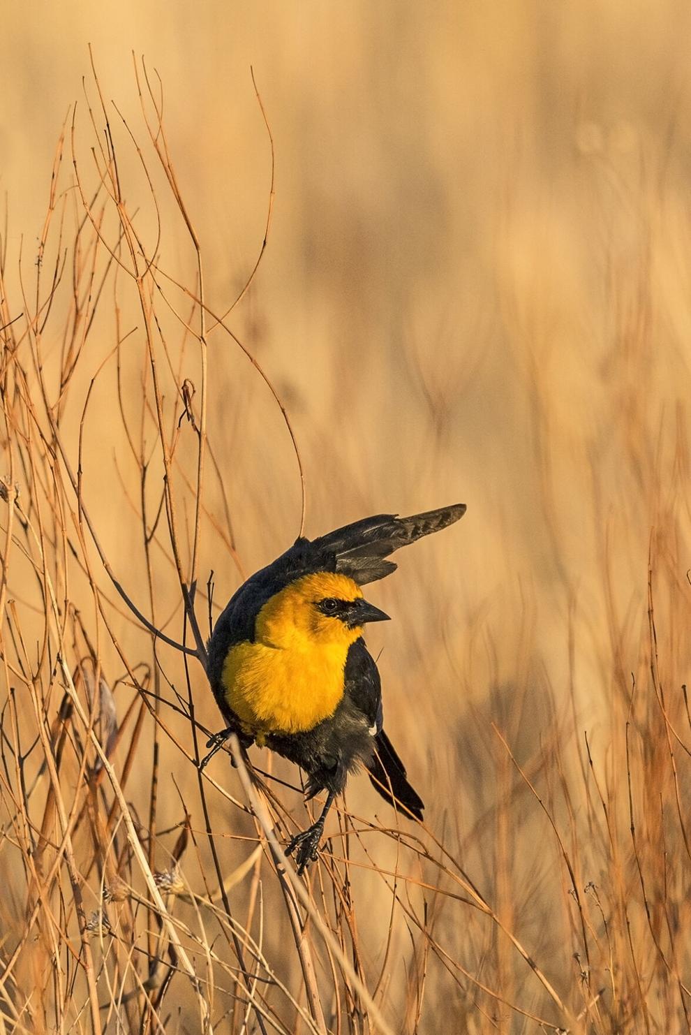 Five Fun Facts About… The YellowHeaded Blackbird Estes Valley