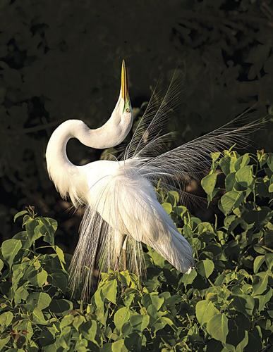 Great Egret thriving in Somerset - BirdGuides