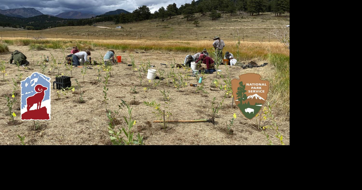 Volunteer To Protect Native Ecosystems | RMNP News | estesparknews.com