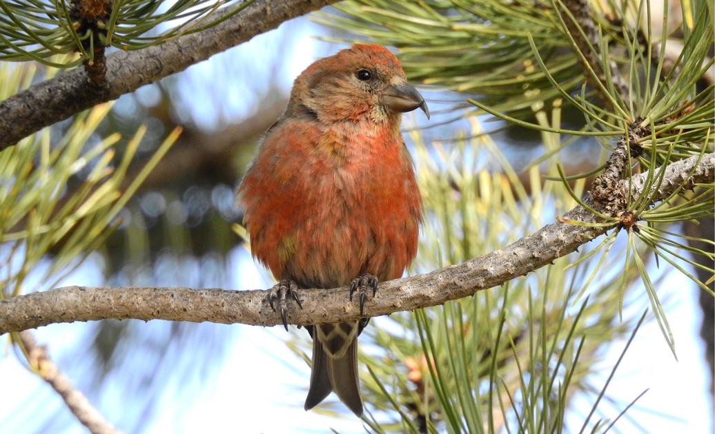 Estes Park Christmas Bird Count Slated For Saturday, January 4th 2020