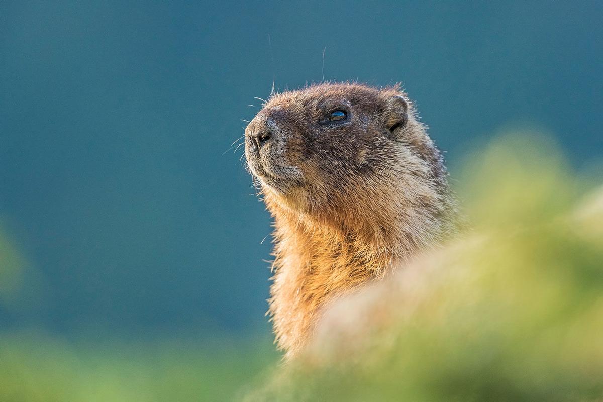 Five Fun Facts About…Yellow-Bellied Marmot | Estes Valley Spotlight |  