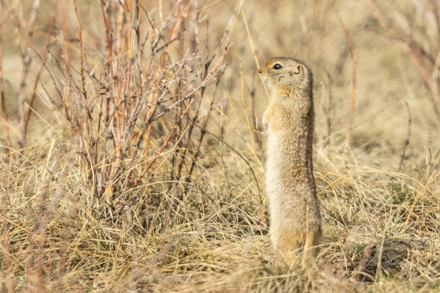 Five Fun Facts About… Wyoming Ground Squirrels | Estes Valley Spotlight ...