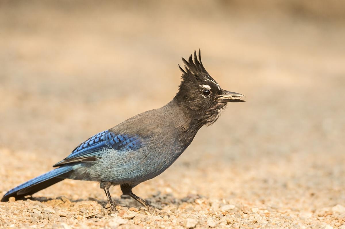 Five Wild Facts About Not-So-Nice Blue Jays