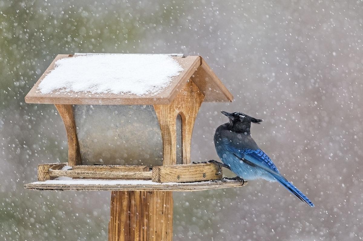 Five Fun Facts About... The Stellar’s Jay Estes Valley Spotlight