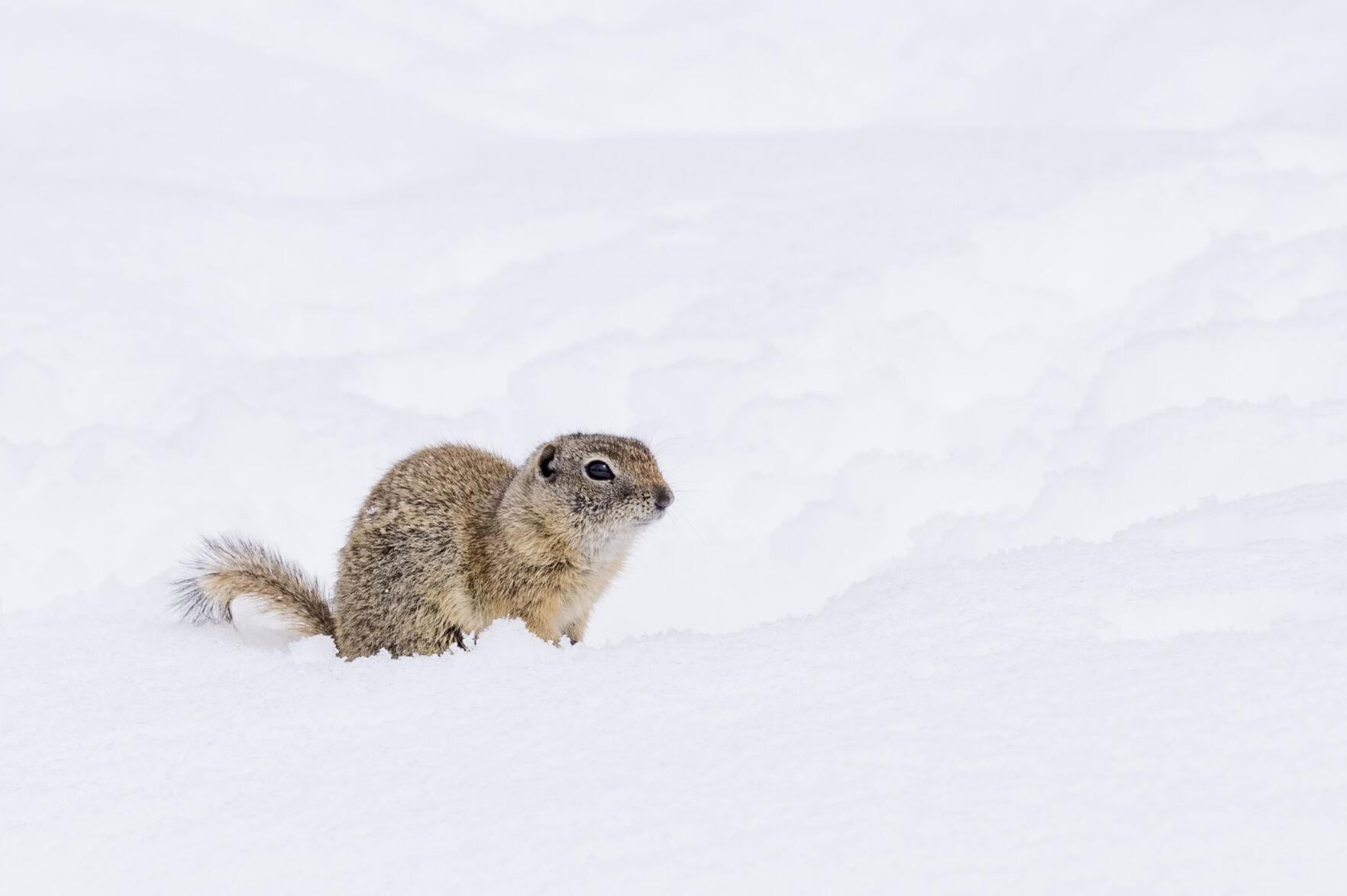 Five Fun Facts About… Wyoming Ground Squirrels | Estes Valley Spotlight ...