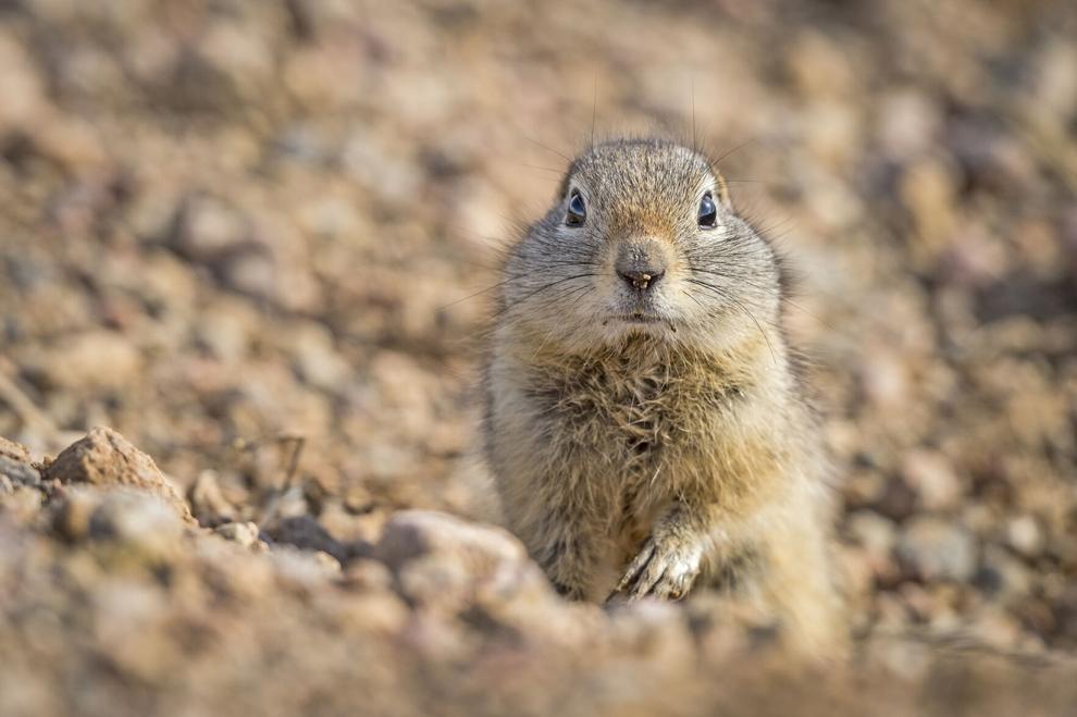 Five Fun Facts About… Wyoming Ground Squirrels | Estes Valley Spotlight ...