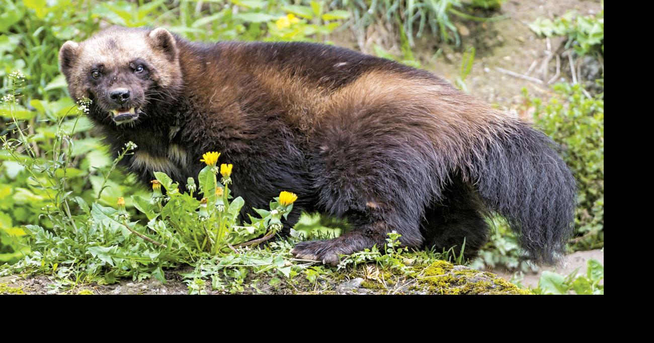 Colorado Parks & Wildlife Announces Wolverine Restoration Plan