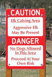 Elk Calving Season Is Here