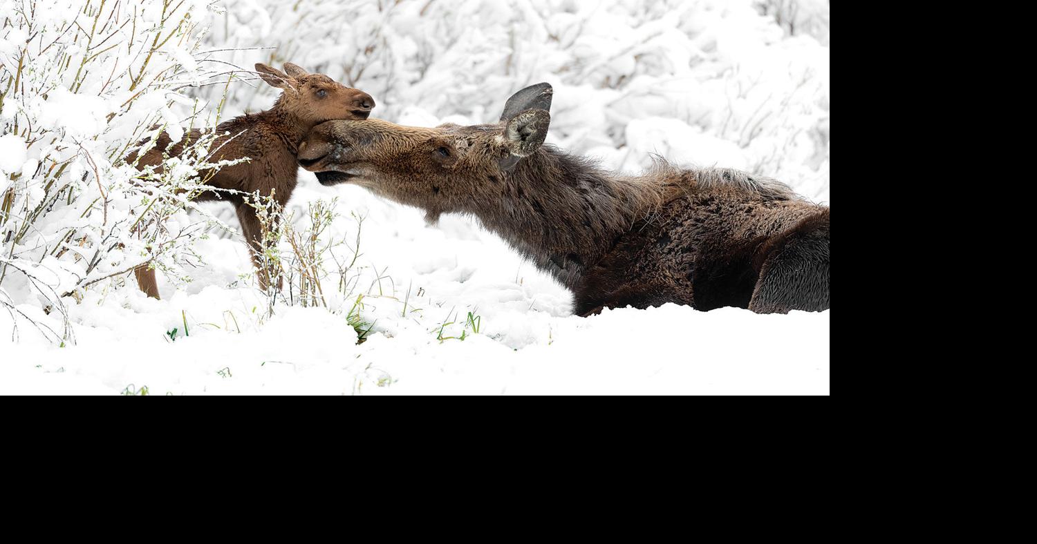 The Long History Of Colorado’s Moose