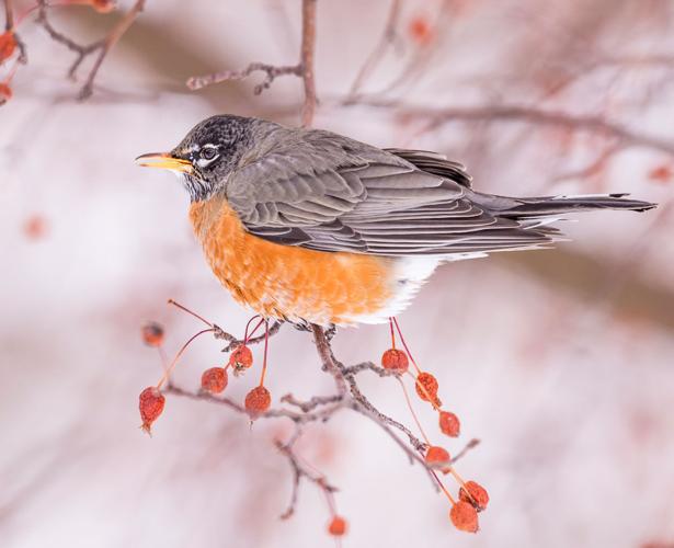 Five fast facts about our most familiar bird, the American robin