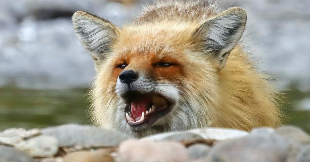 Red Fox Of Yellowstone | Estes Valley Spotlight | estesparknews.com