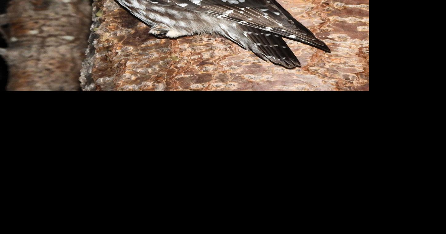 CARRI Had A Great 2025