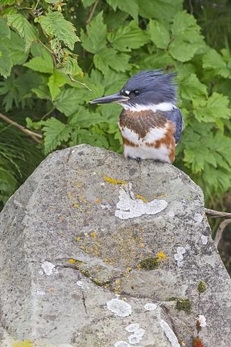 Five Fun Facts About… The Belted Kingfisher, Estes Valley Spotlight