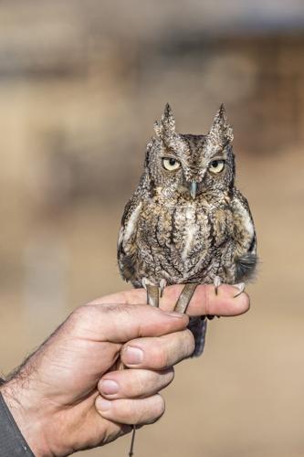 screech owl