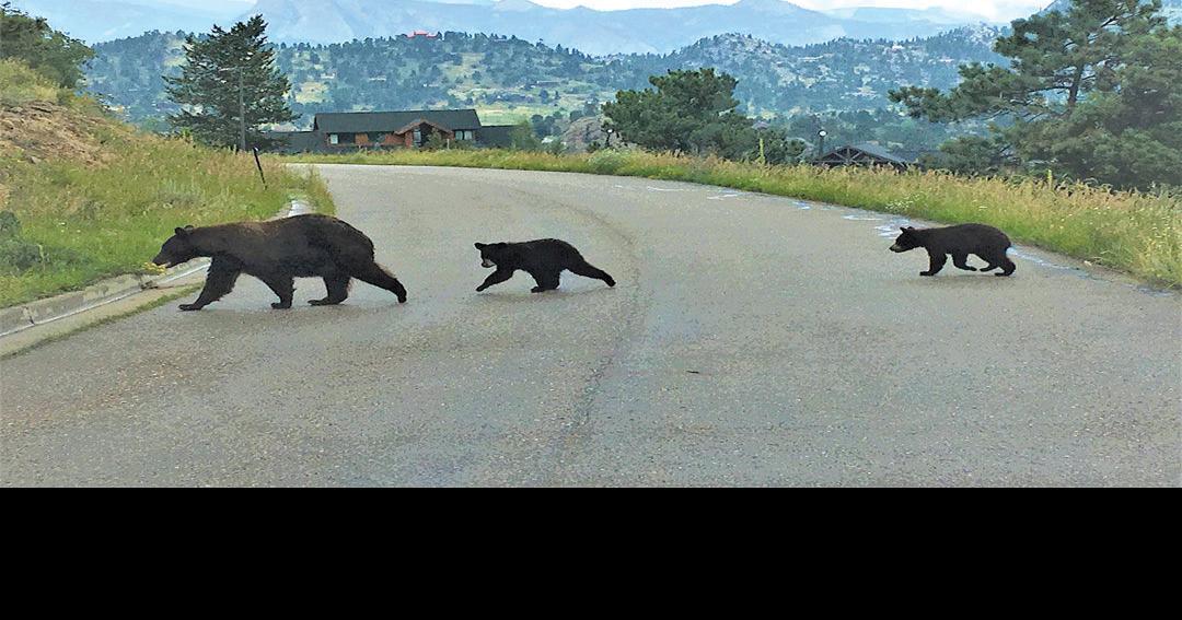 Black Bear in Rocky Mountain National Park