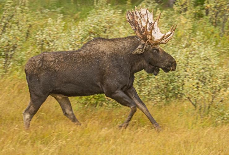 Fast Facts: Moose at Texas - April 12 - Manitoba Moose