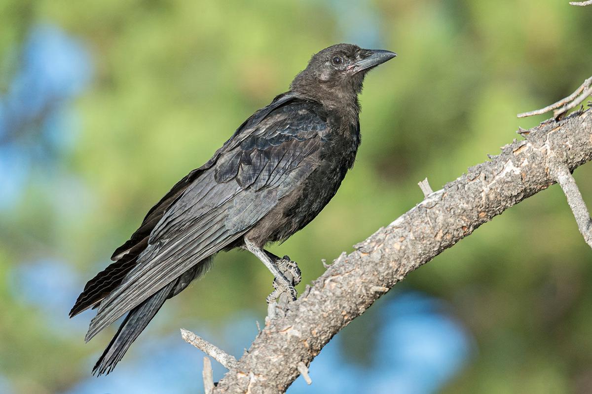 Five Fun Facts About... The American Crow Estes Valley Spotlight