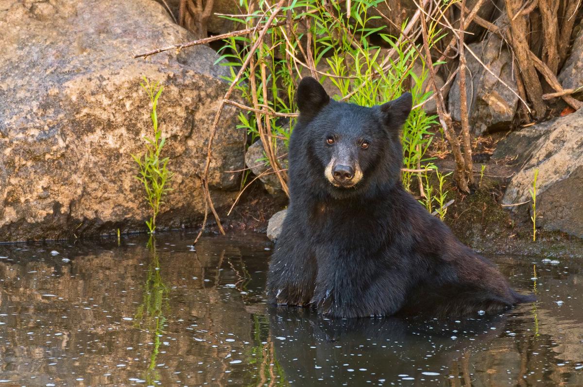 Five Fun Facts About The Black Bear Estes Valley Spotlight Estesparknews Com
