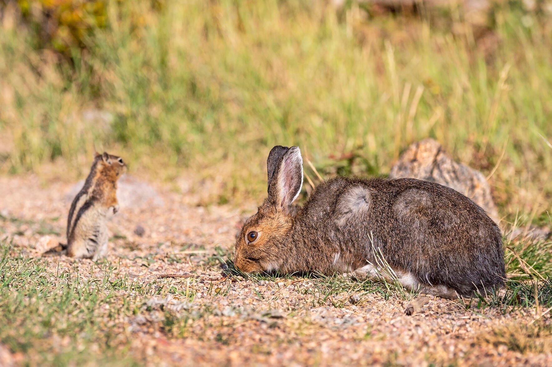 Five Fun Facts About… The Snowshoe Hare | Estes Valley Spotlight ...