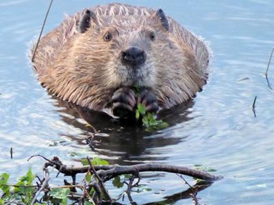 Beaver Relocation